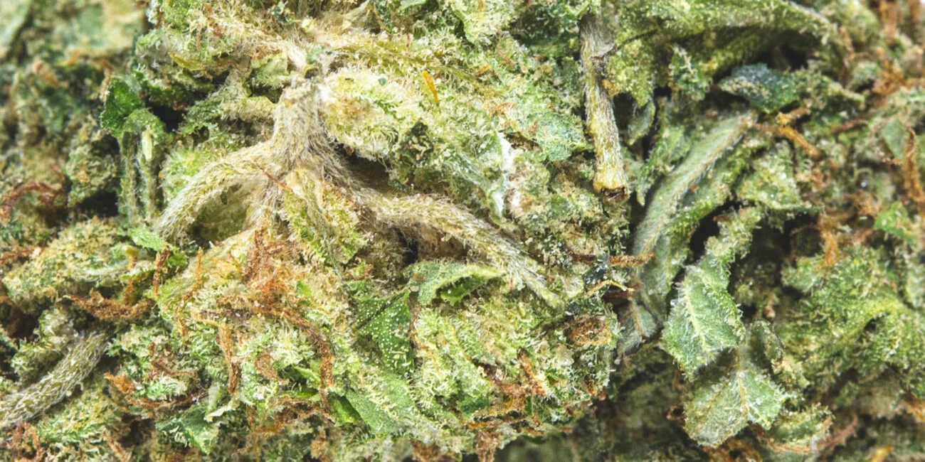 buds of cannabis strain OG Kush