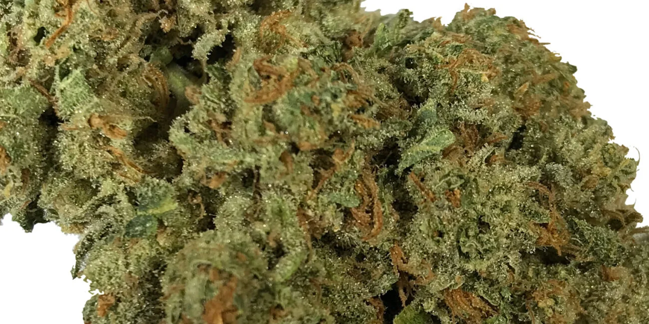 buds of cannabis strain Sour Diesel
