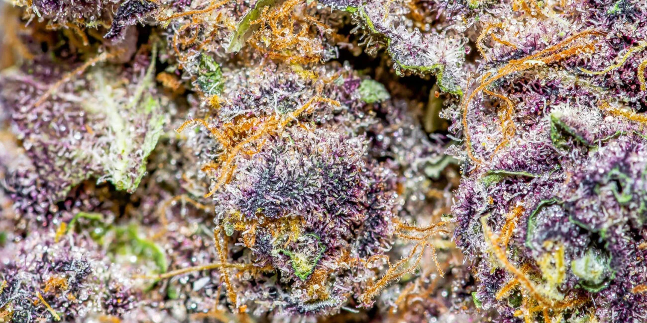 buds of cannabis strain Tropicana cookies
