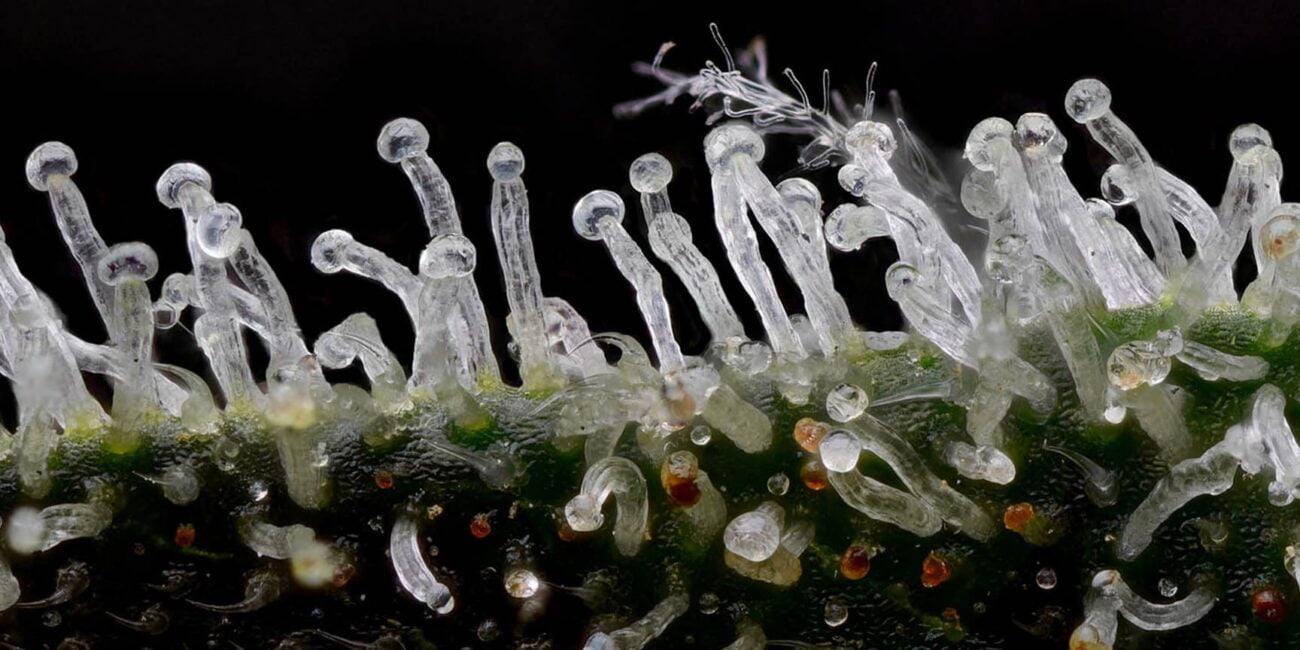 What are the crystals on top of weed?