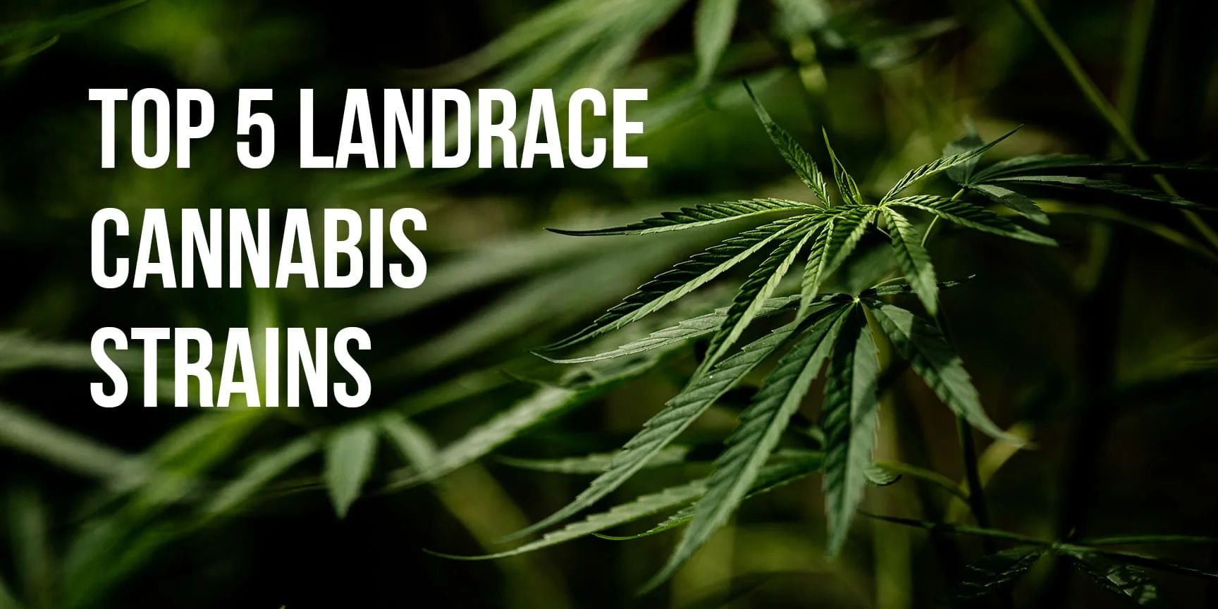 lettering Top 5 landrace cannabis strains
