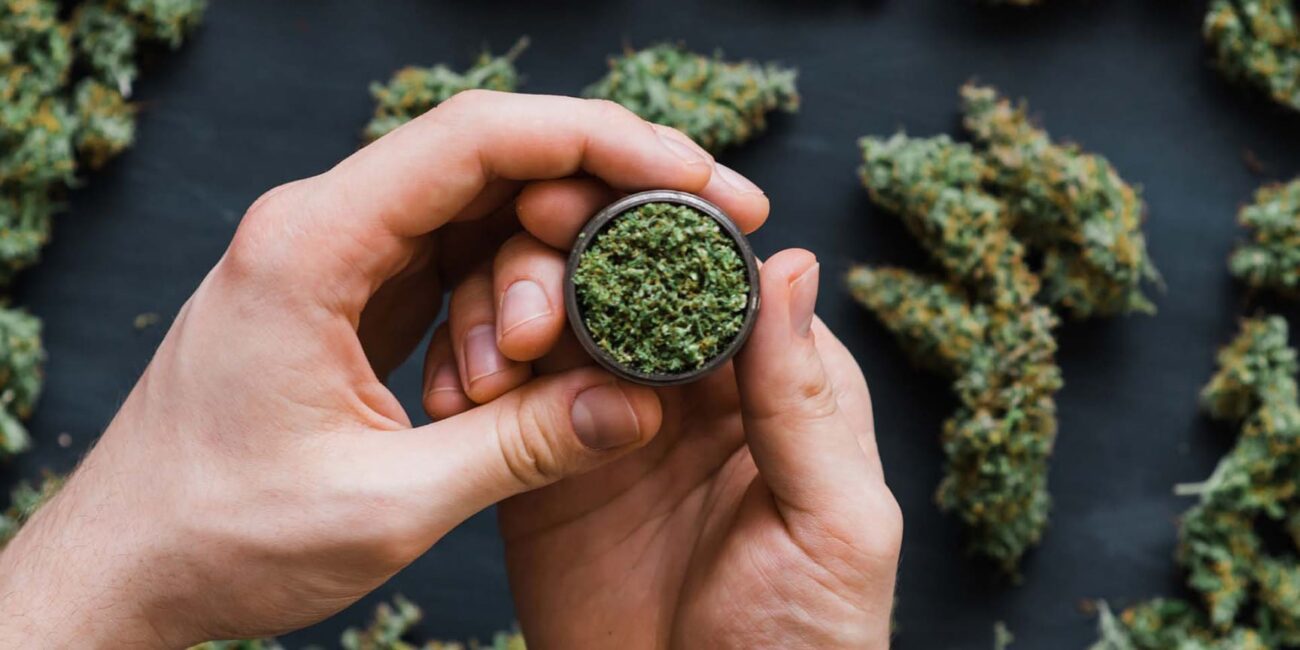 a person holds cannabis buds