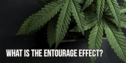 Cannabis leaves and the lettering