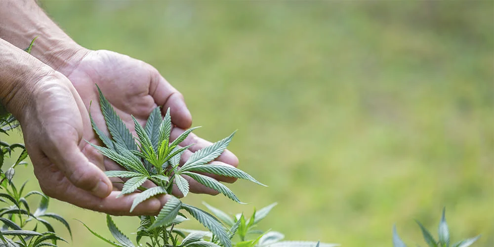 a person holds cannabis leaves