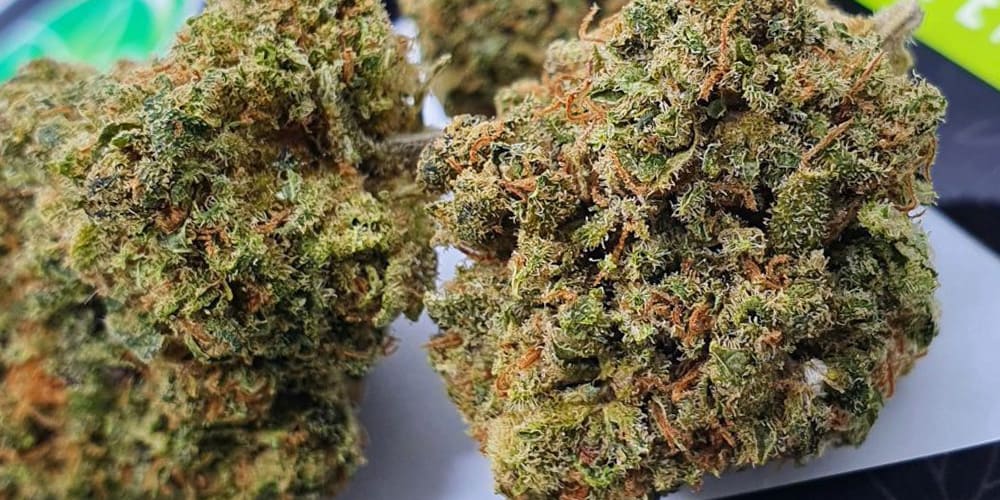 buds of cannabis strain AK-47
strains for creativity