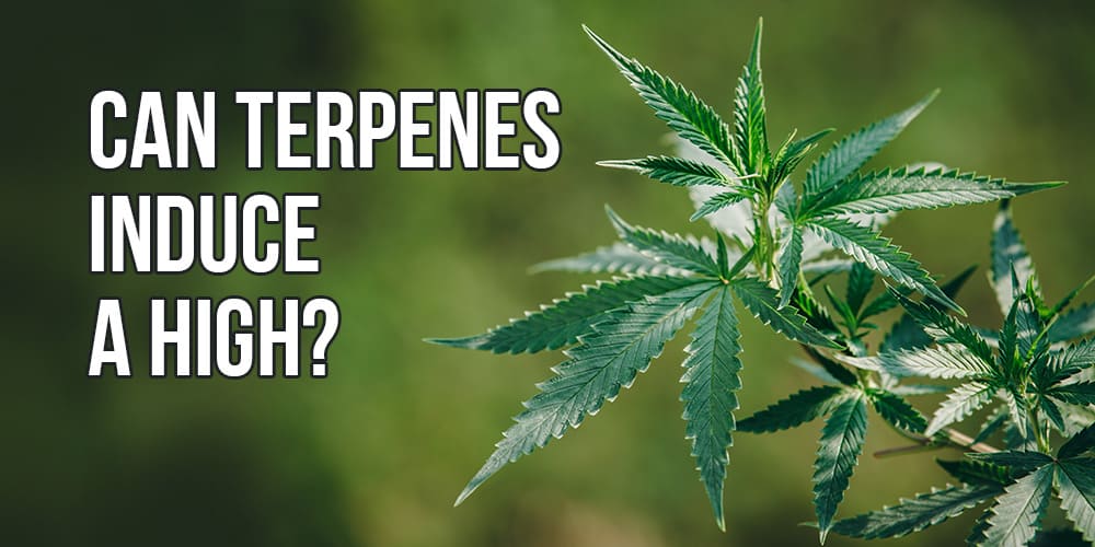 terpenes