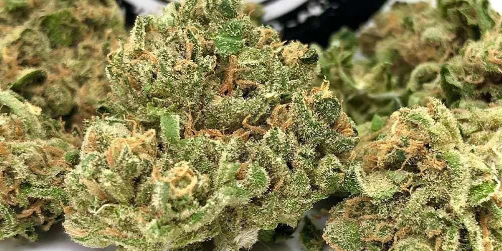 buds of cannabis strain Durban Poison