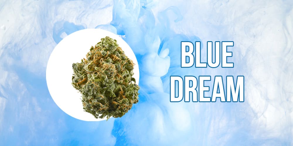 cannabis bud of Blue Drean strain