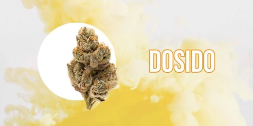 DoSiDo strain