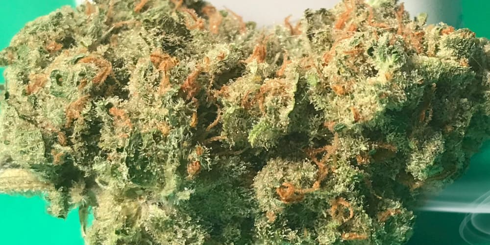 buds of cannabis strain Jack Harer
strains for creativity