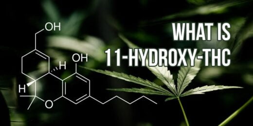 cannabis leaves and 11-Hydroxy-THC