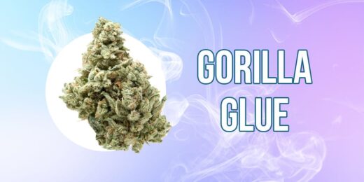 Gorilla Glue strain