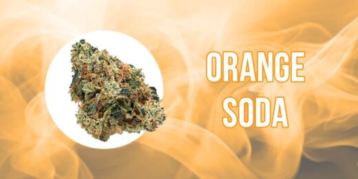 Orange soda strain