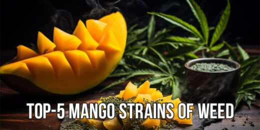 mango strains