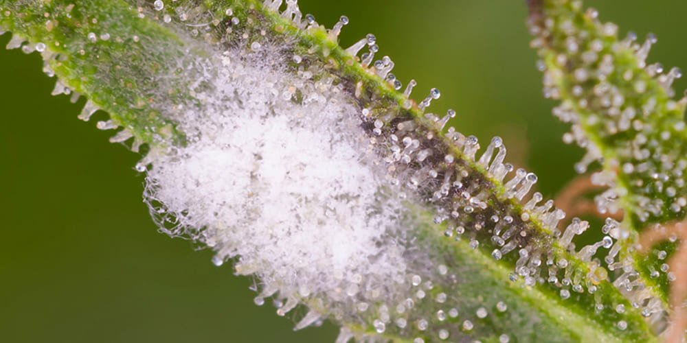 mold on cannabis