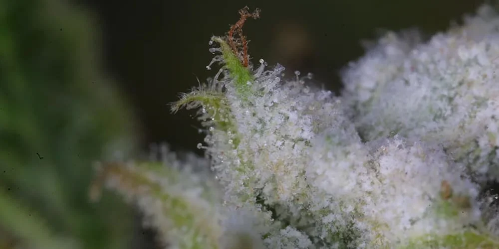 mold on cannabis