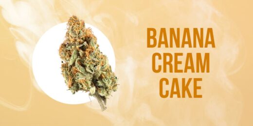 Banana Cream Cake strain