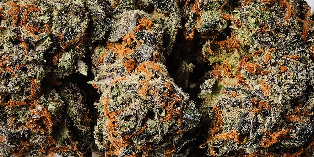 Discovering the Gary Payton Strain: A Blend of Potency and Flavor
