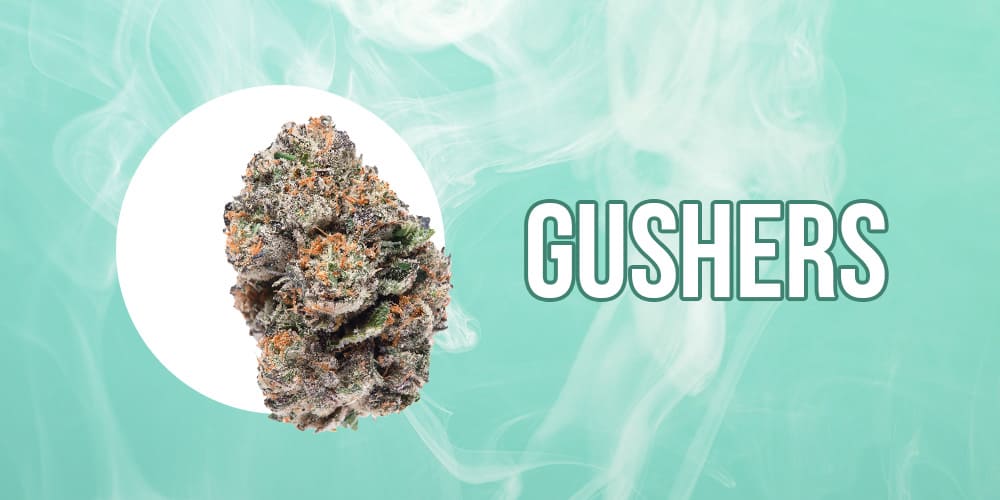 Gushers strain