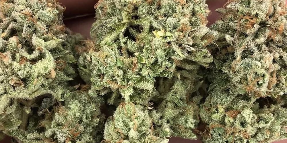 Exploring Gushers Strain A Fusion of Taste and Effects APE