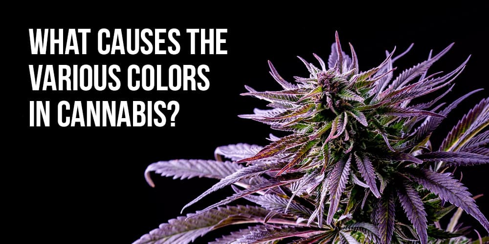 colors in cannabis