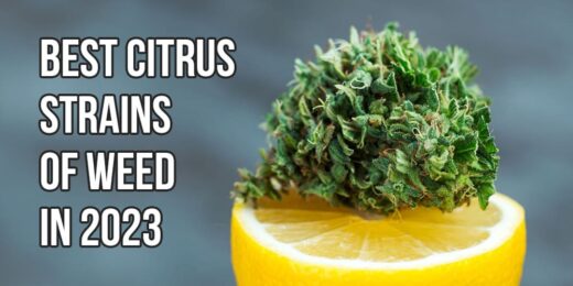 Citrus Strains