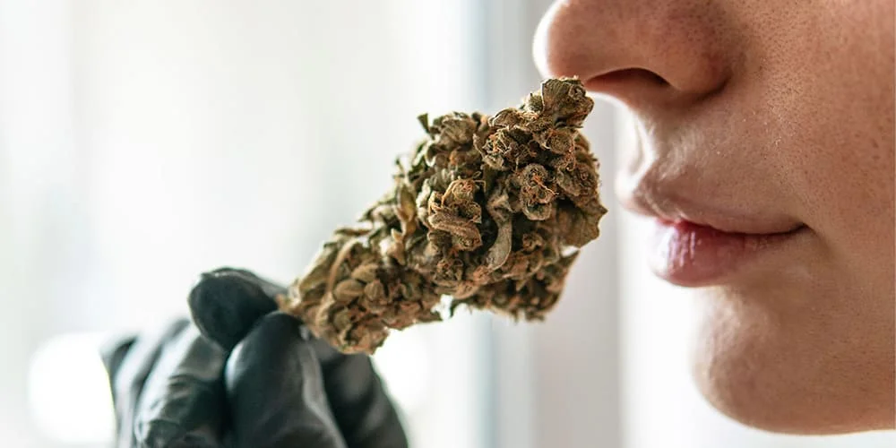 Why Does Weed Smell So Bad?