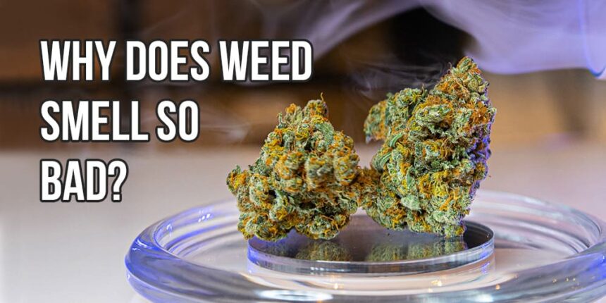 Why Does Weed Smell So Strong Why Does Weed Smell So Bad? | APE Premium Cannabis