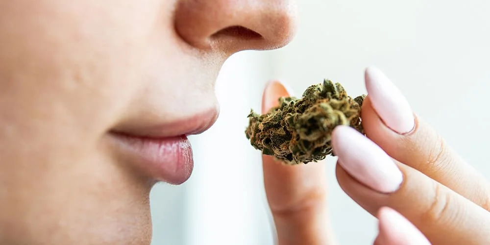 How to Distinguish High-Quality Cannabis Buds from Inferior Ones