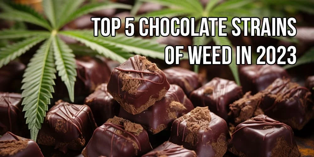 Top 5 Chocolate Strains of Weed in 2023