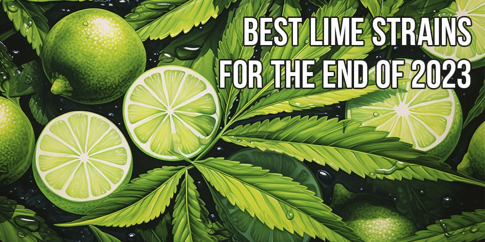 Best Lime strains for the end of 2023