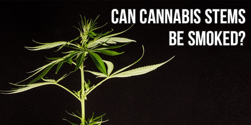 Can Cannabis Stems Be Smoked?