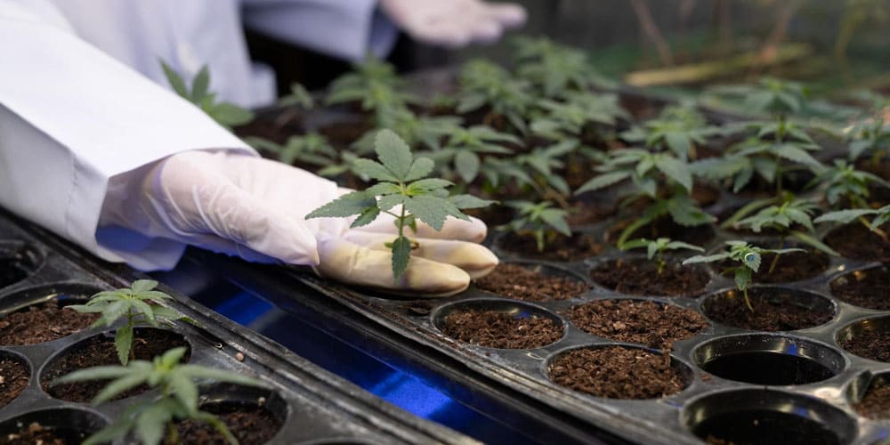 5 Distinctive Careers in the Cannabis Sector