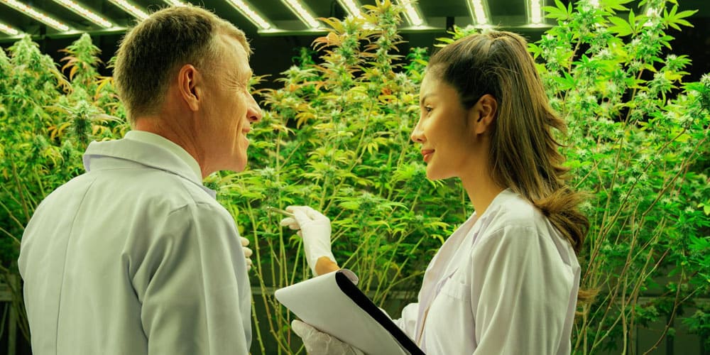5 Distinctive Careers in the Cannabis Sector