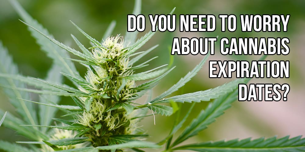 Do You Need to Worry About Cannabis Expiration Dates?