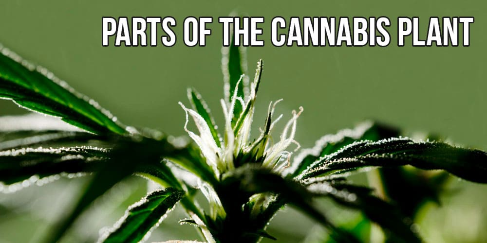 Parts of the cannabis plant