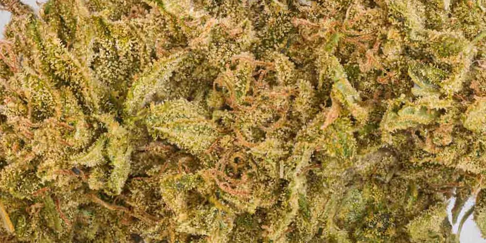 Top 5 Euphoric Cannabis Strains for a Mood Lift