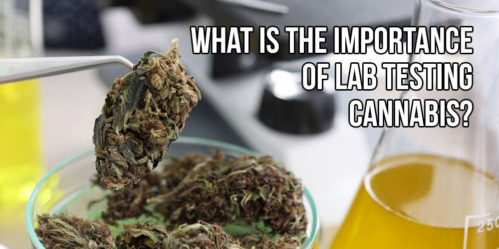 What is the Importance of Lab Testing Cannabis?