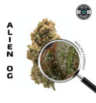 Alien OG (Indica) — Premium Flower
