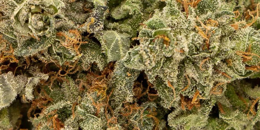 Top 5 Strawberry Strains In 2024