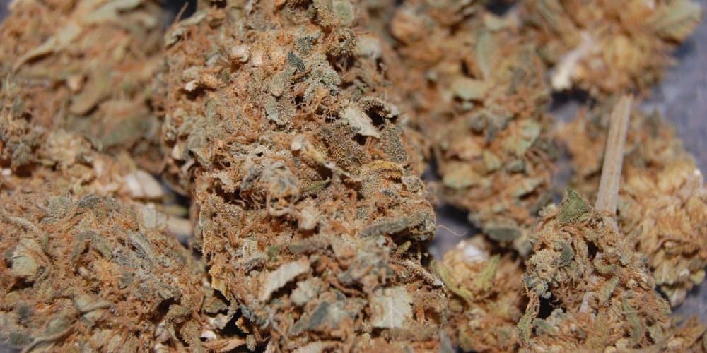 Reggie Weed: Why You Should Stay Away From It