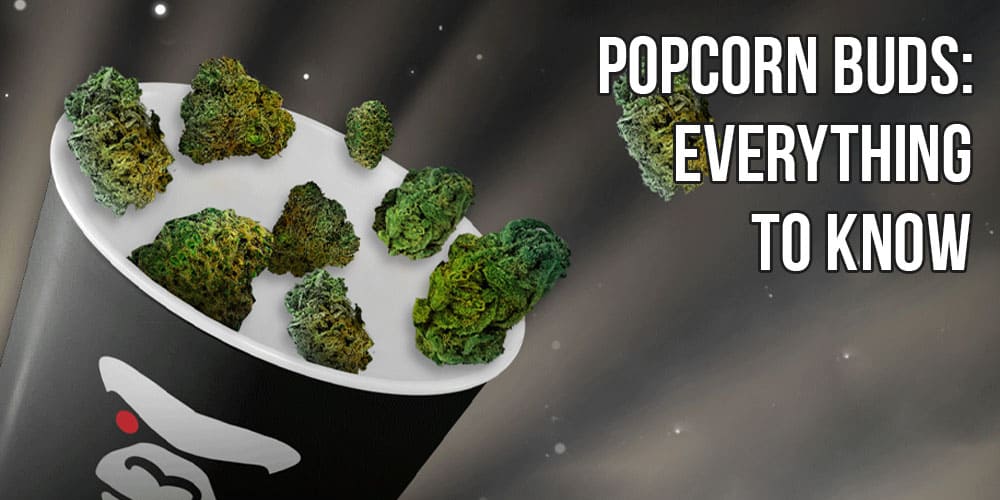 Popcorn Buds: Everything to Know
