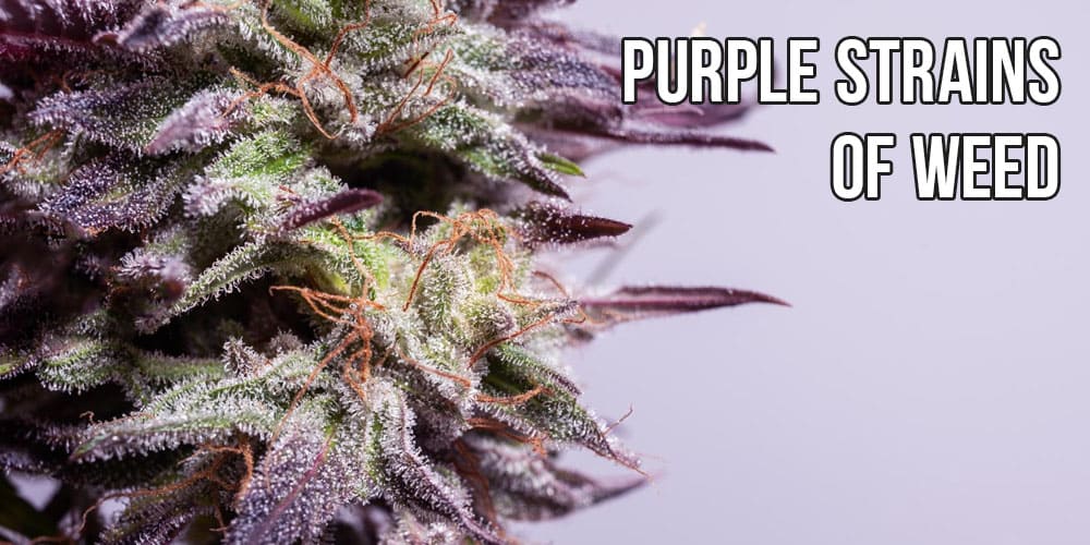 Purple Strains Of Weed