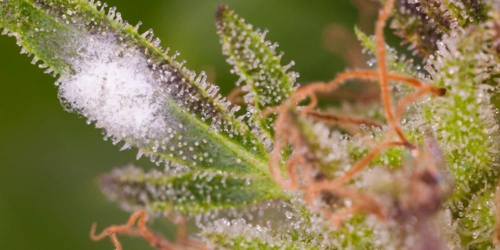What Happens If You Smoke Moldy Weed?