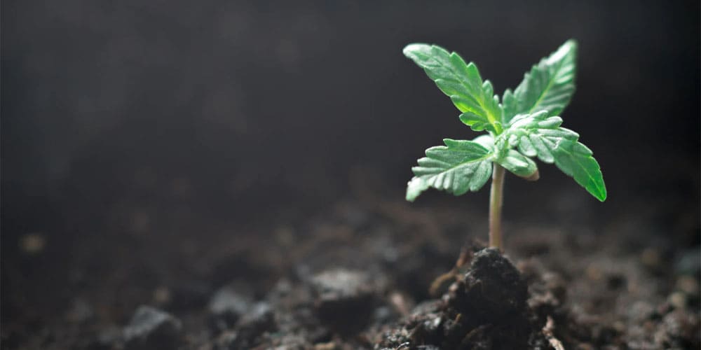 Stages of Cannabis Plant Growth: A Journey from Seed to Harvest