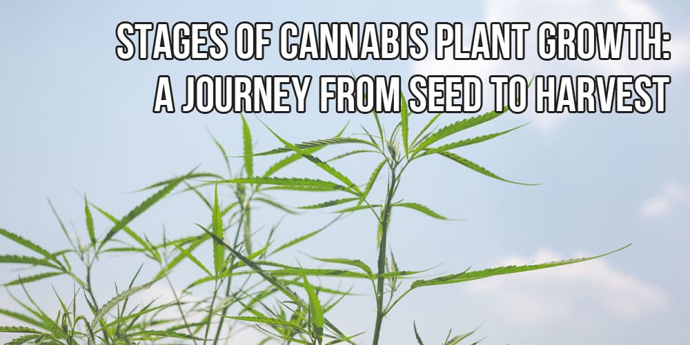 Stages of Cannabis Plant Growth: A Journey from Seed to Harvest