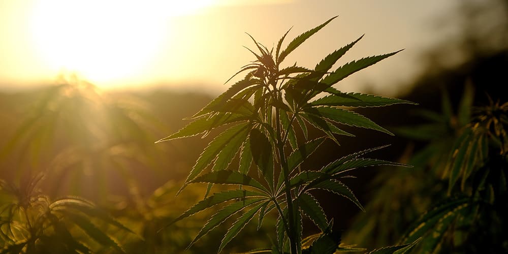 Does Sunlight Affect Weed?