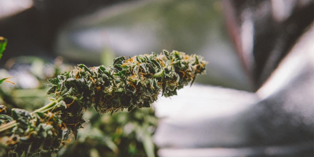 Cannabis Terminology: Understanding the Meaning of "OG"