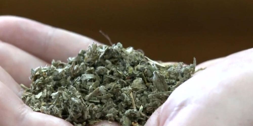Synthetic Cannabinoids: Strong Reasons to Avoid Them