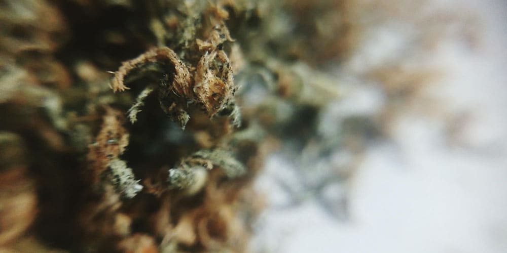 Cannabis Terminology: Understanding the Meaning of "OG"